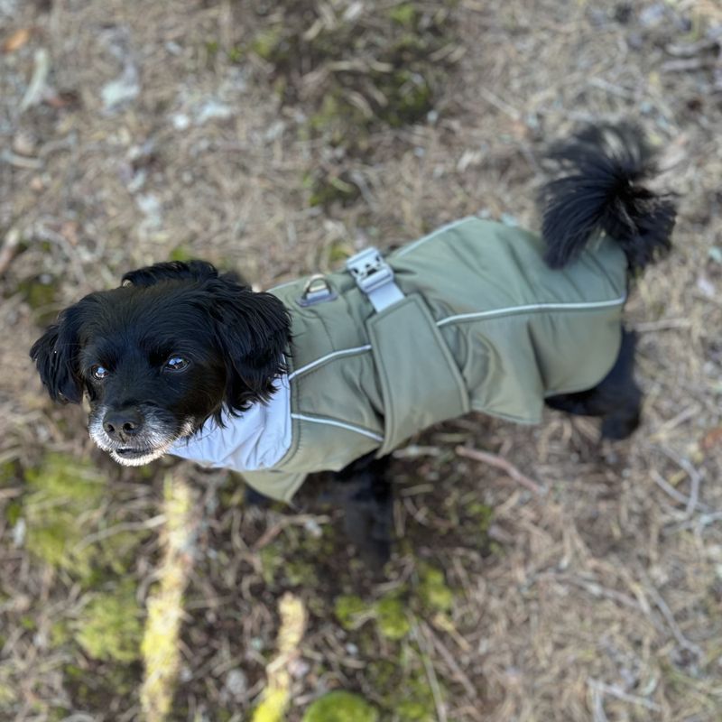 Militærgrønt vannavvisende varmt hundedekken med refleks