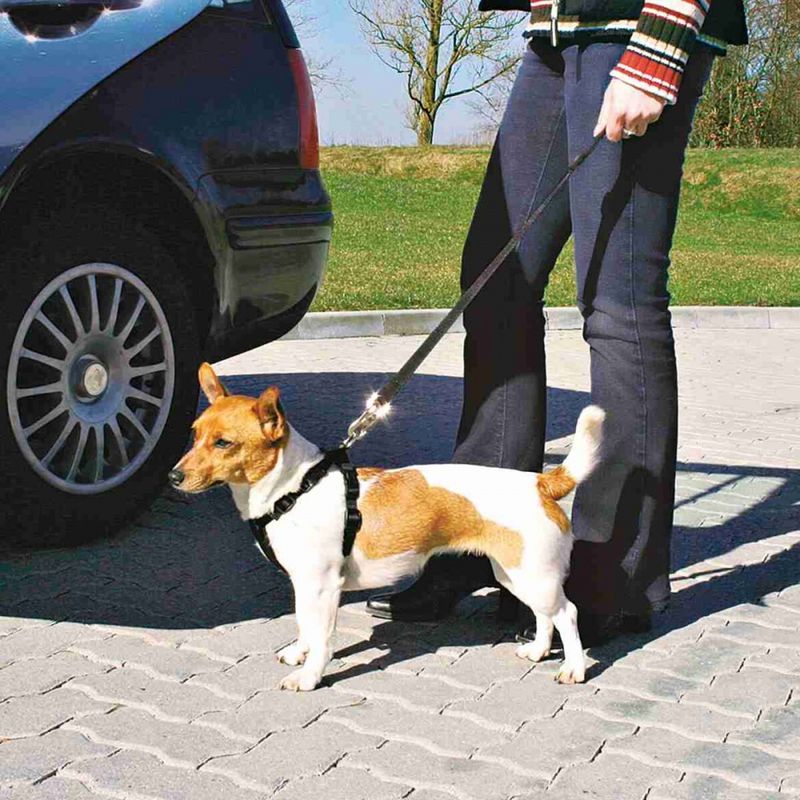 Bilsele og bilbelte til hund i bil