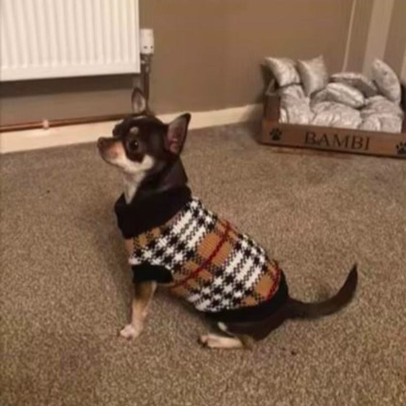 Hundegenser med Tartan - Britiske ruter