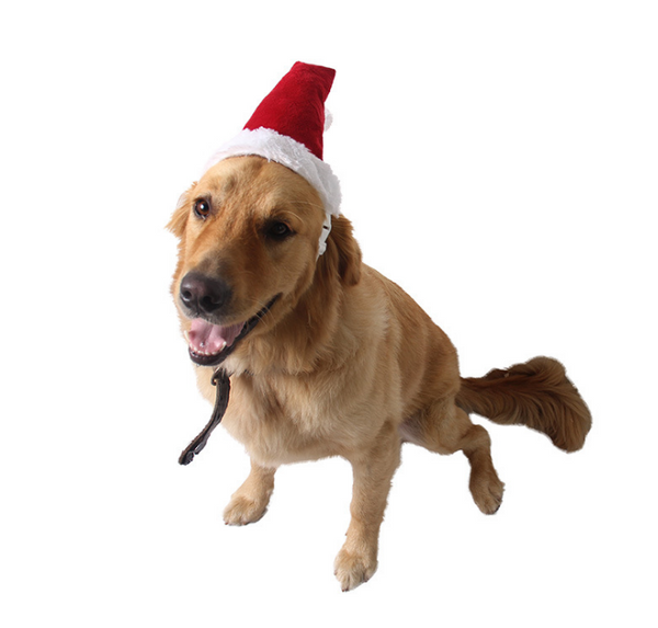 Hovedbilde Nisselue med strikk til liten hund og katt