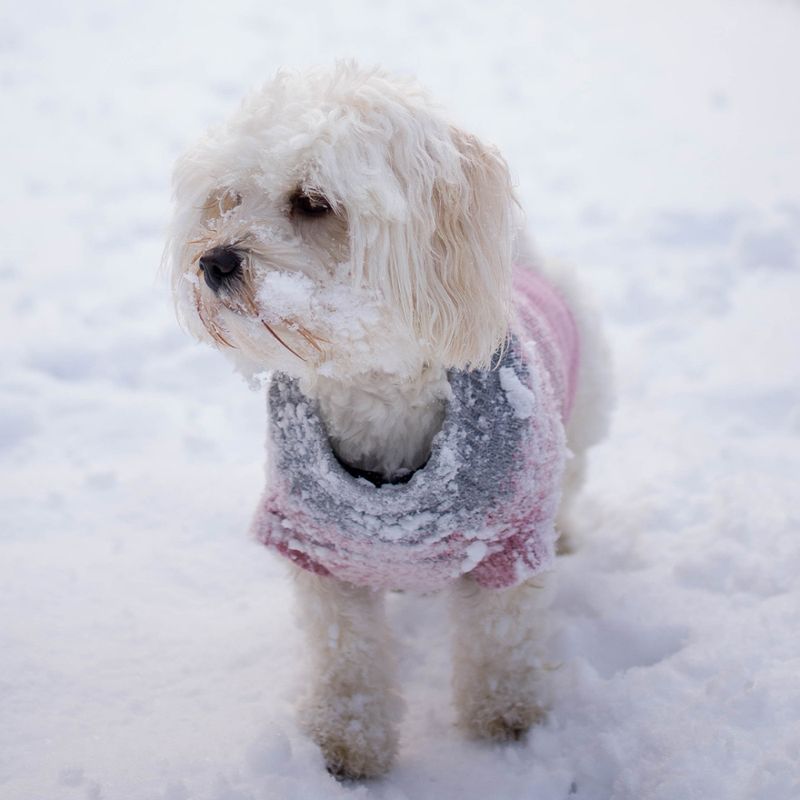 Rosa Mariusgenser for hund® 70% ull