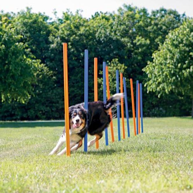 Hovedbilde Agility Slalompinner