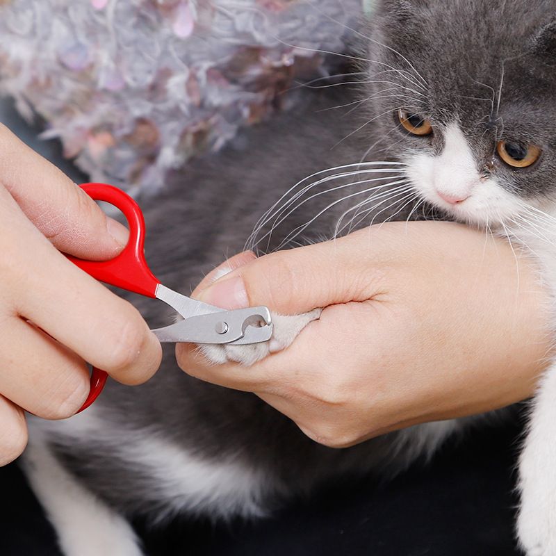 Klosaks for katt og liten hund