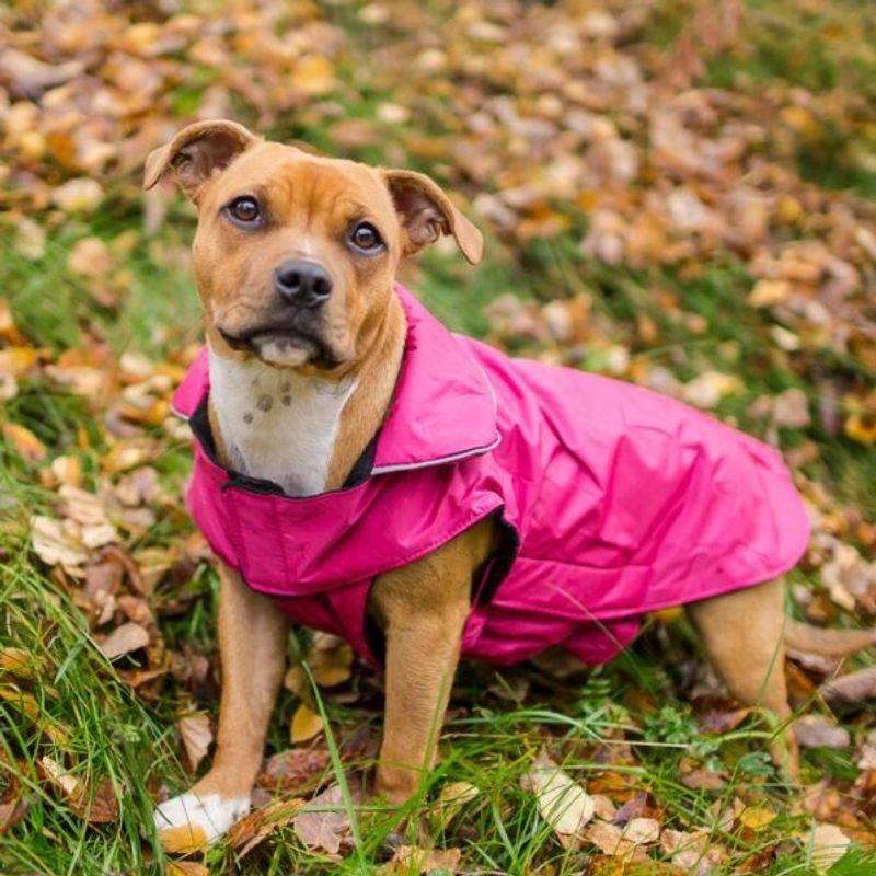 Rosa Vindtett Dekken til Hund med Refleks – Varmt og Komfortabelt