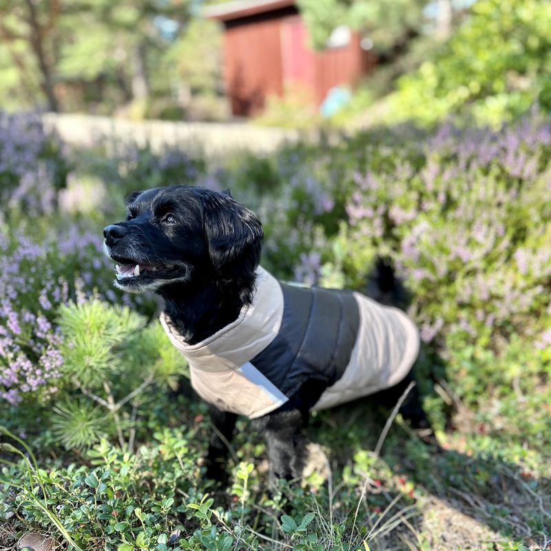 Khaki og sort boblevest til hund