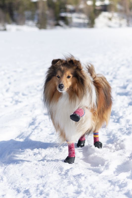 Gummierte hundesokker, sort 4pk