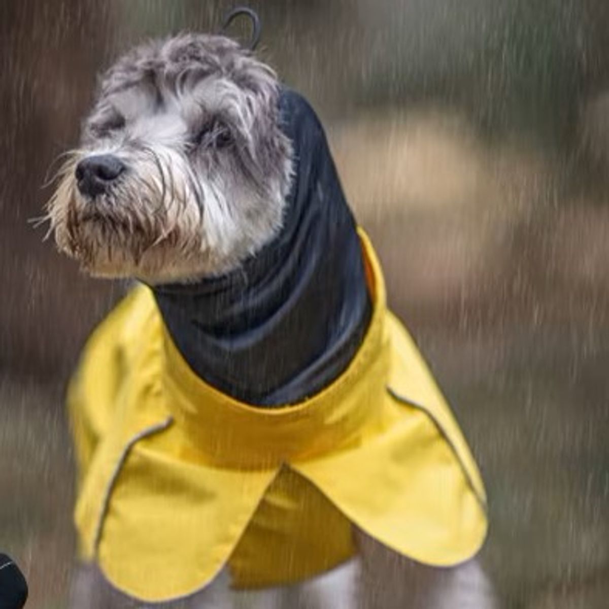 Gult hundedekken - vann og vindtett