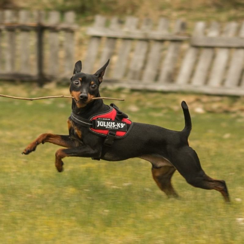 Turkis - Julius-K9 IDC Hundesele