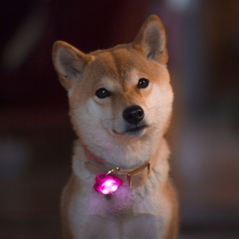 LED lys til halsbånd / selen til hund