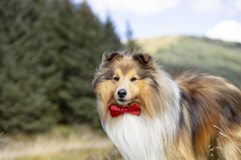 Rød lekker hundesløyfe