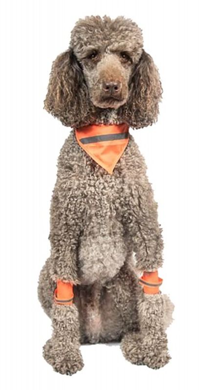 Oransj refleks bandana / skjerf for hund