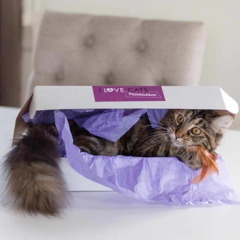 Poteklubben Katt - Overraskelsespakke