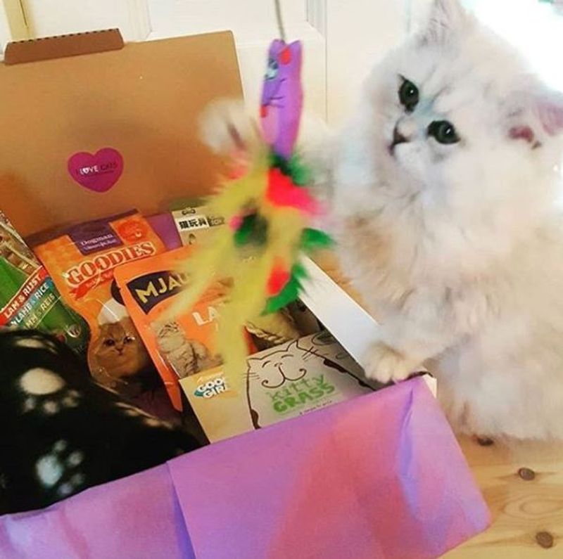 Poteklubben Katt - Overraskelsespakke
