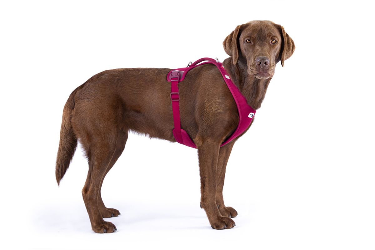 Curli Belka Air Mesh hundesele (11-48 kg) - Beige