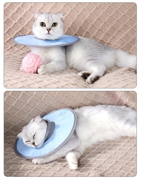 Hovedbilde Blå Elizabeth sårkrage til hund og katt