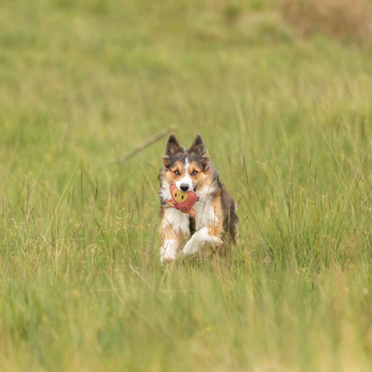 Ku hundeleke i solid lær - 19cm