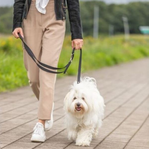 Hovedbilde Premium justerbar hundelenke - Sangria