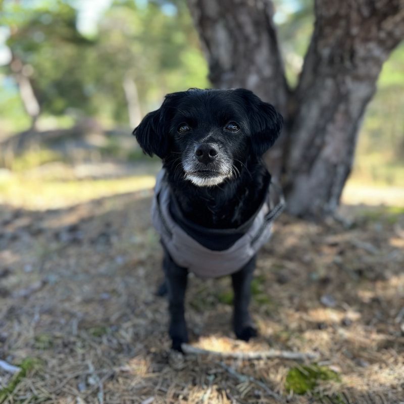 Grått hundedekken-integrert sele
