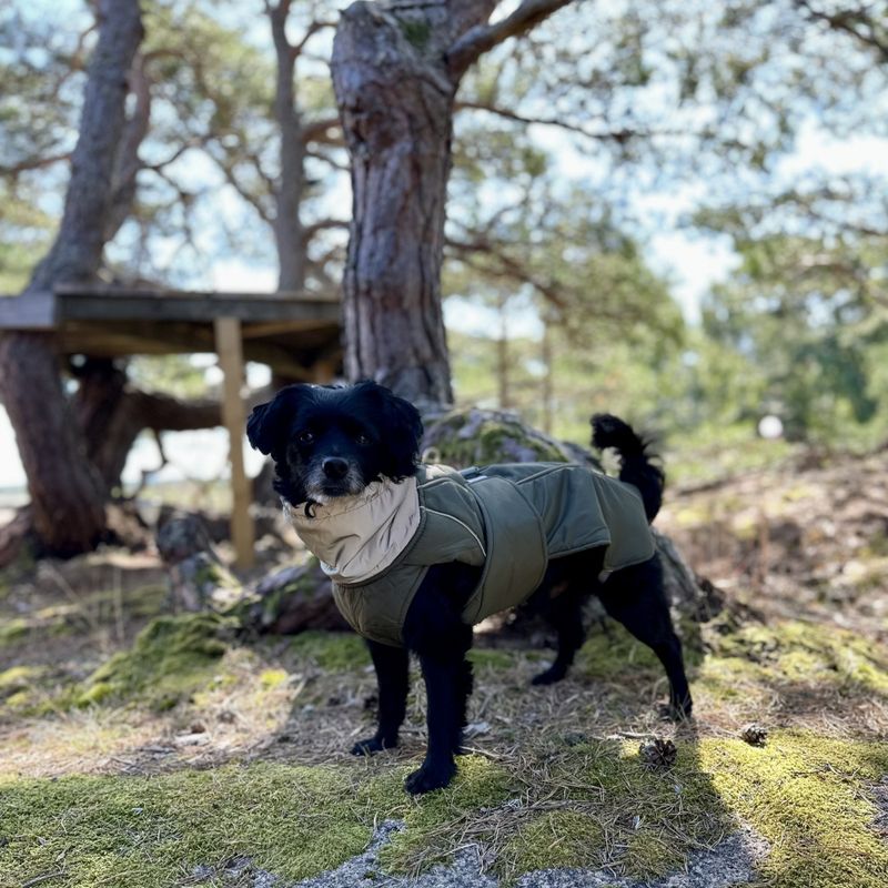 Militærgrønt vannavvisende varmt hundedekken med refleks