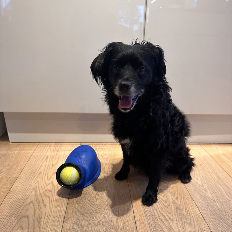 Tennisball-skyter til hund