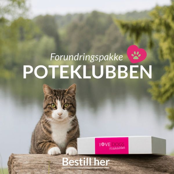 Hovedbilde Poteklubben Katt - Overraskelsespakke