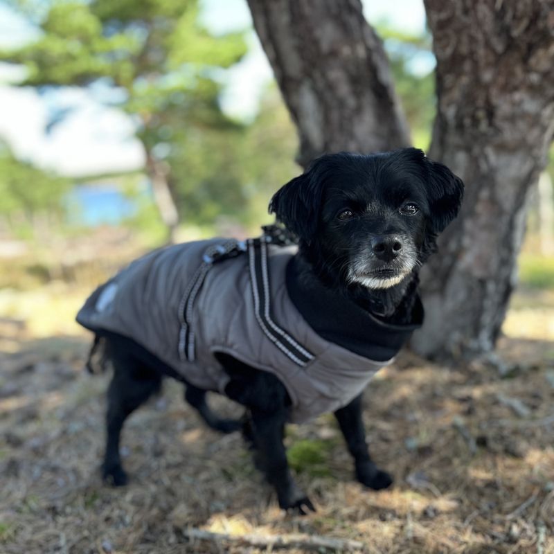 Grått hundedekken-integrert sele