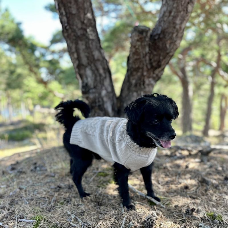 Beige strikket hundegenser 