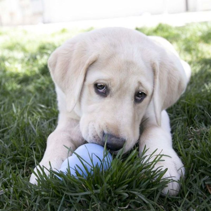 KONG Hundeleke valp Puppy M: 8,5cm