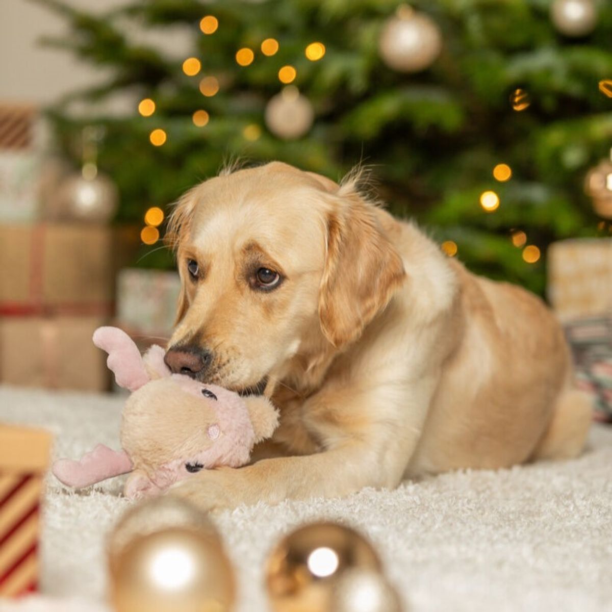 Xmas Reinsdyr, plysj hundeleke