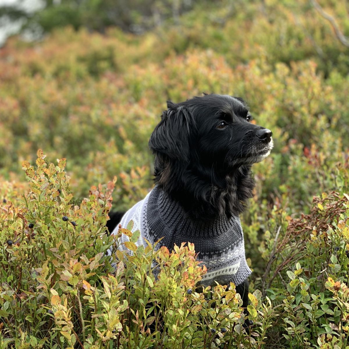 Marius Hundegenser I Gr melert Myk Strikkegenser I Ull For Vinteren 