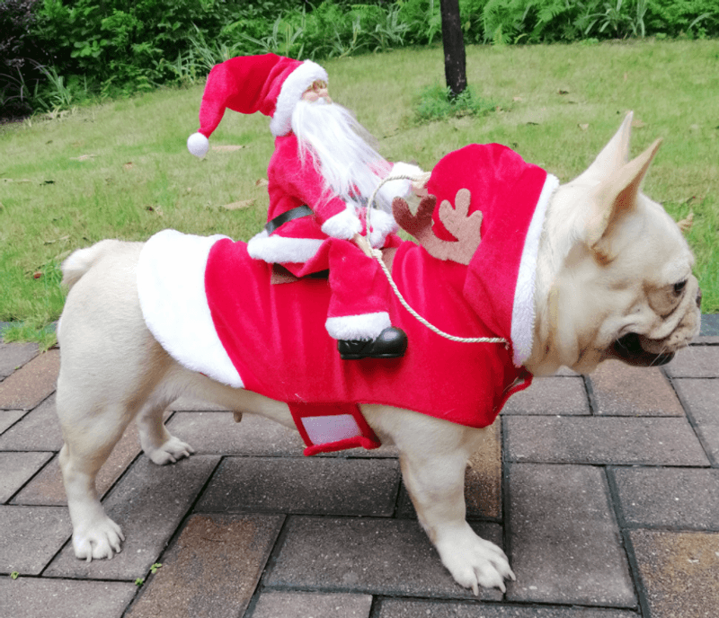 Hundekostyme til jul - julenissen som rir på reinsdyr 