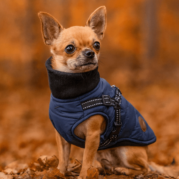 Hovedbilde Blått hundedekken-integrert sele
