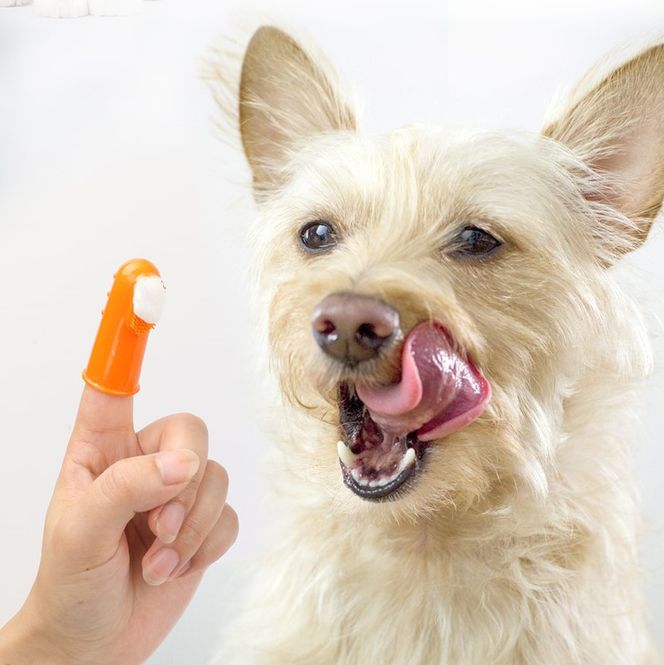 Hovedbilde 4pk silikon fingertannbørster til hund