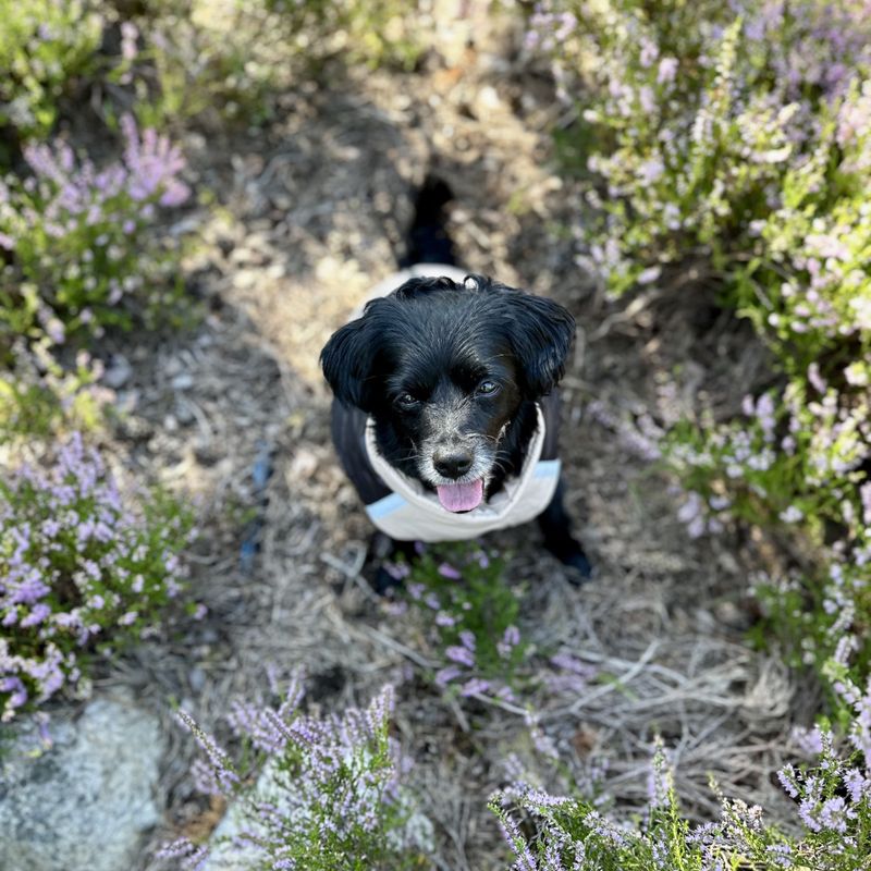 Khaki og sort boblevest til hund