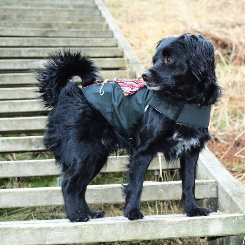 Bunad til hund - Han