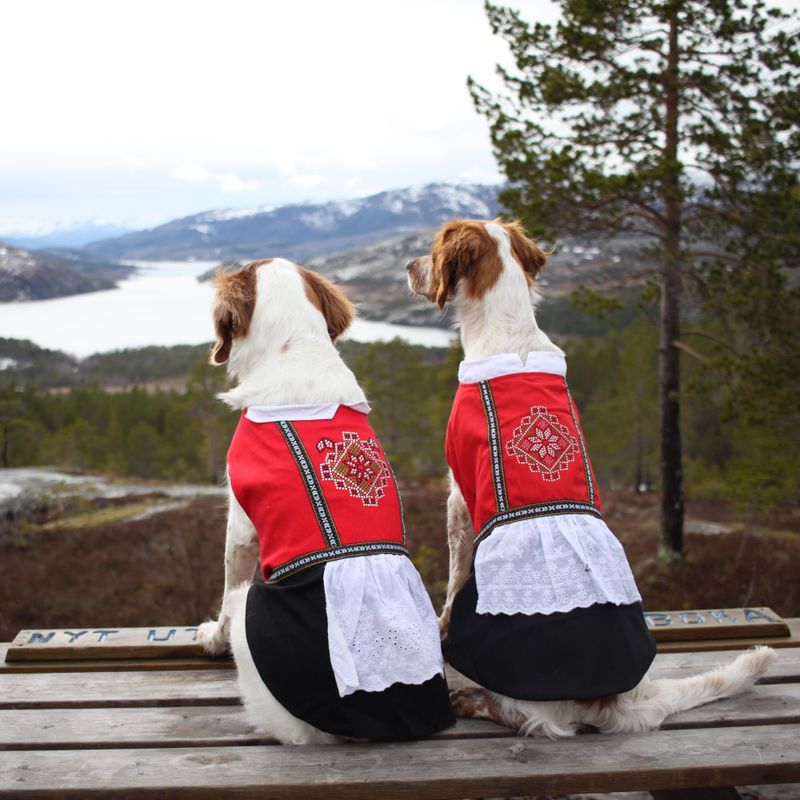 Bunad til hund, hardanger - tispe