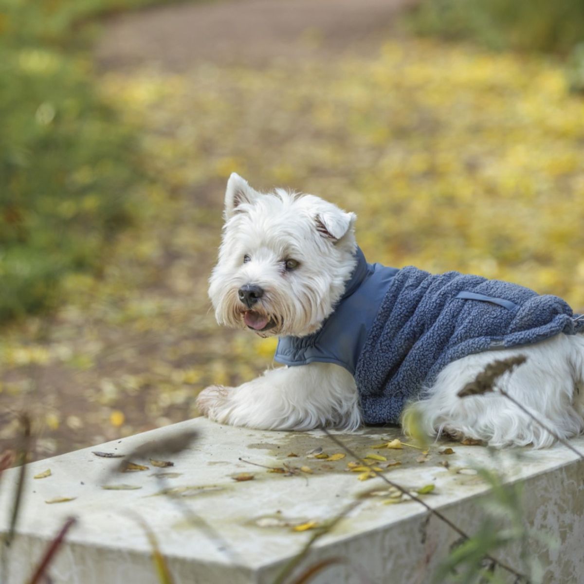 Blått teddy vinterdekken til hund