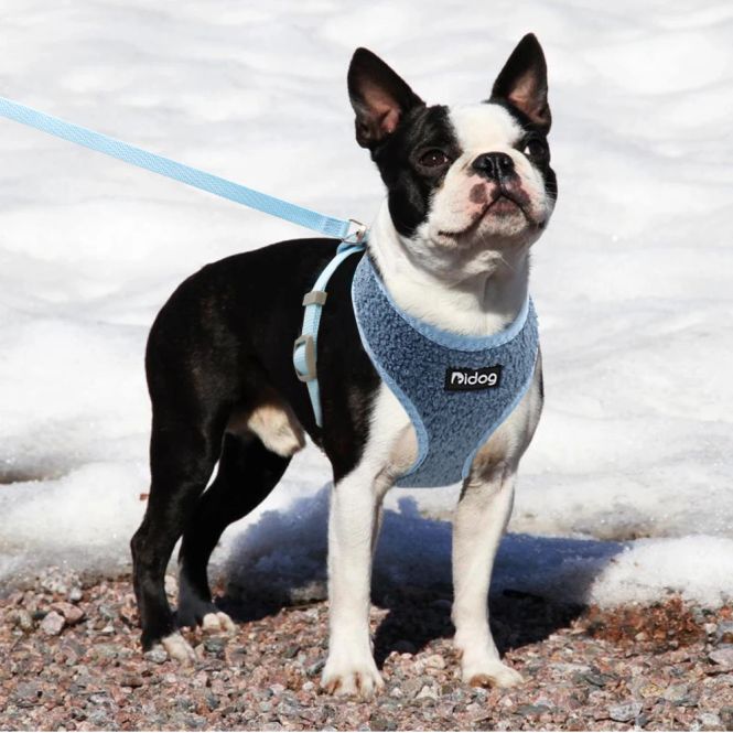 Hovedbilde Blå Teddy hunde- og kattesele