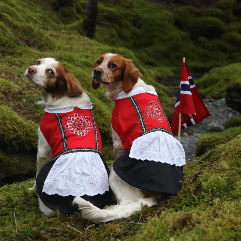 Bunad til hund, hardanger - tispe